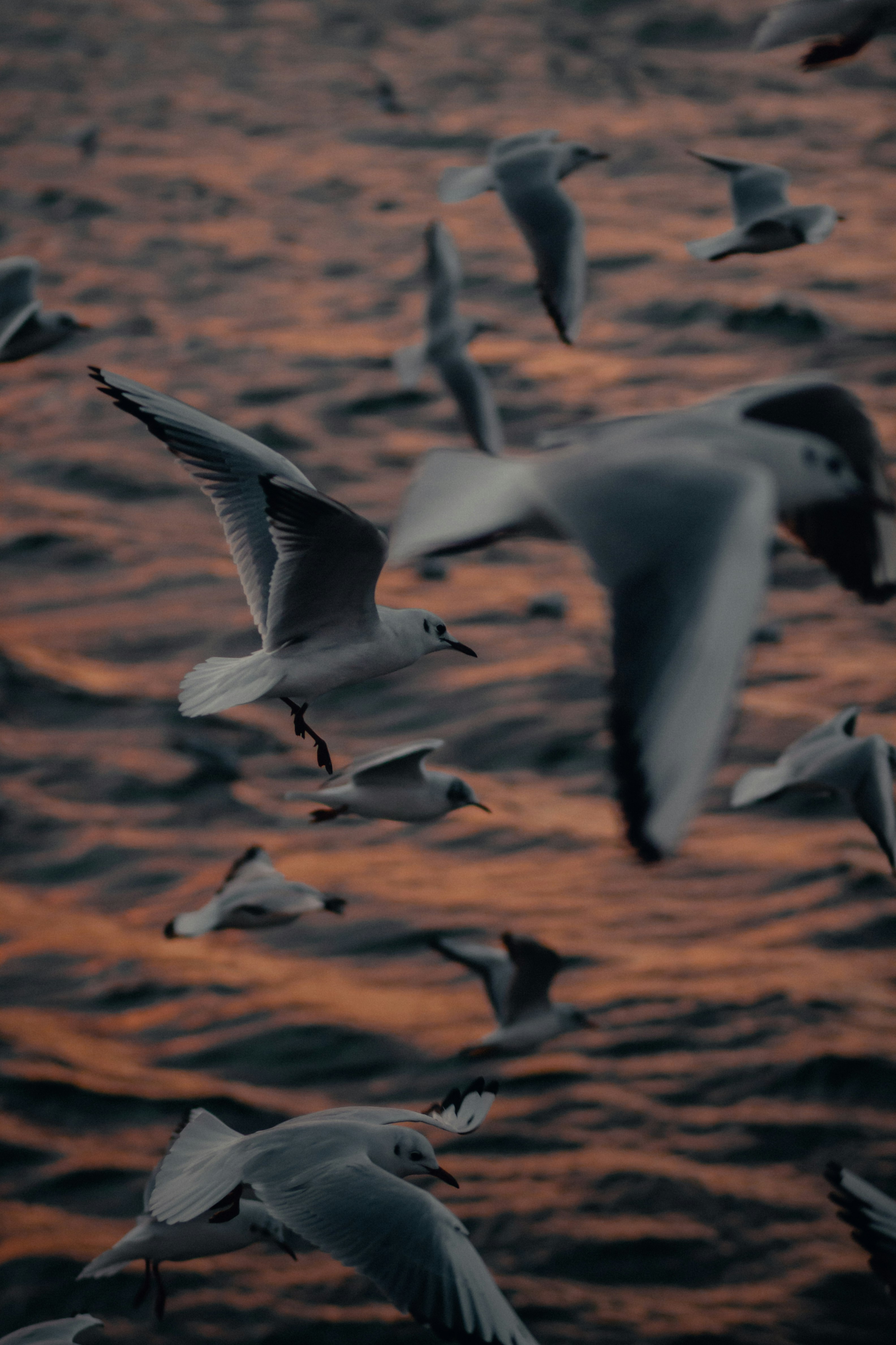 white and black birds flying during daytime